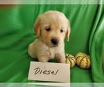 Small Photo #11 Golden Retriever Puppy For Sale in NORTH UNION, PA, USA
