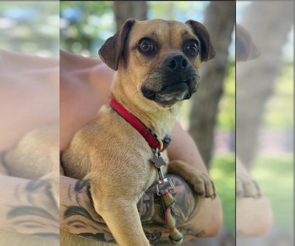 Medium Photo #4 Chug Puppy For Sale in Cranston, RI, USA