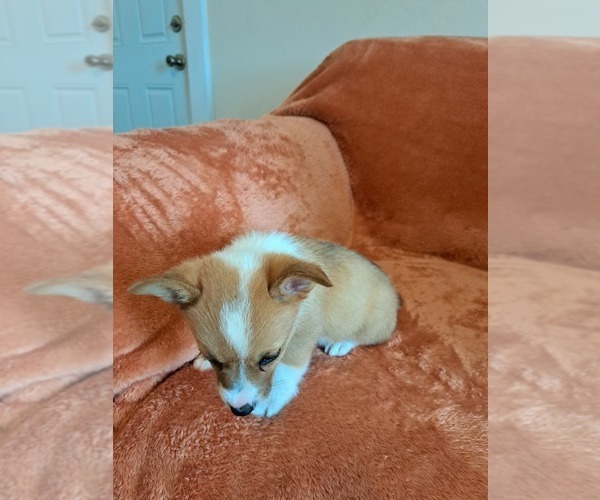 Medium Photo #33 Pembroke Welsh Corgi Puppy For Sale in SHILOH, OH, USA