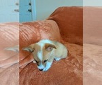 Small #6 Pembroke Welsh Corgi