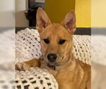 Small #5 German Shepherd Dog Mix