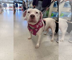 American Staffordshire Terrier-Bullmastiff Mix Dogs for adoption in Holly Springs, NC, USA