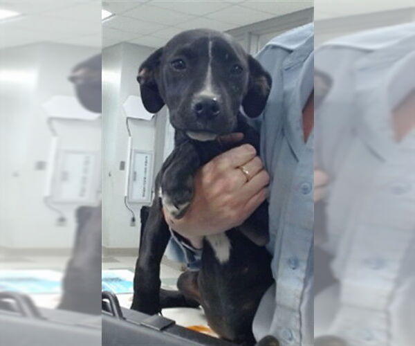 Medium Photo #1 American Pit Bull Terrier-Unknown Mix Puppy For Sale in Oklahoma City, OK, USA