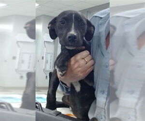 American Pit Bull Terrier-Unknown Mix Dogs for adoption in Oklahoma City, OK, USA