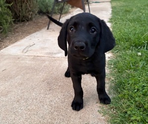 Labrador Retriever Puppy for sale in WILTON, CA, USA