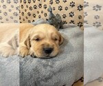 Puppy Buddy Golden Retriever
