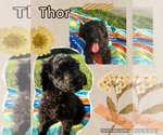 Puppy Thor Goldendoodle