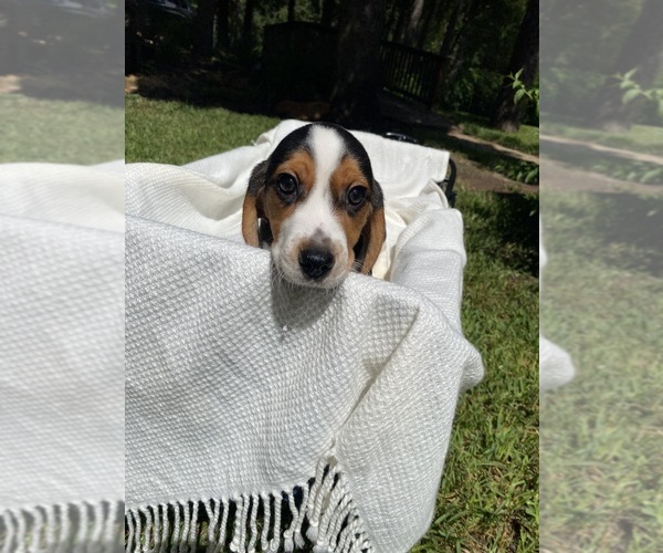 Medium Photo #6 Beagle Puppy For Sale in CONROE, TX, USA
