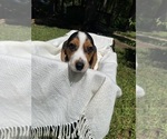 Small #5 Beagle
