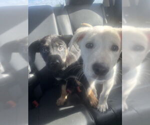 German Shepherd Dog-Unknown Mix Dogs for adoption in San Antonio, TX, USA