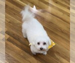 Small #1 Maltese