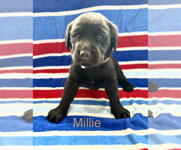 Medium Photo #1 Labrador Retriever Puppy For Sale in MIDLAND, OH, USA