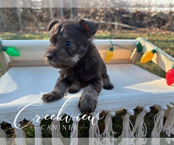 Medium Photo #11 Schnauzer (Miniature) Puppy For Sale in NIANGUA, MO, USA