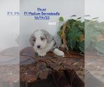 Puppy Oscar Bernedoodle (Miniature)