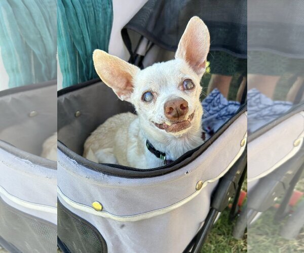 Medium Photo #4 Chihuahua Puppy For Sale in  Ramona, CA, USA