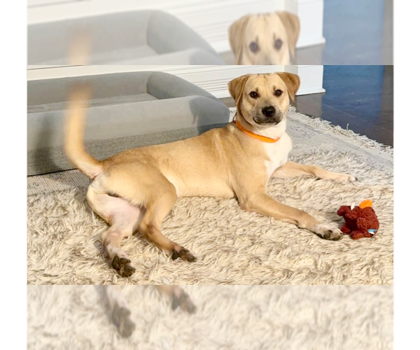 Medium Photo #6 Labrador Retriever-Unknown Mix Puppy For Sale in Brewster, NY, USA