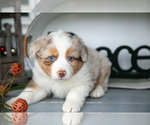 Small #2 Australian Shepherd