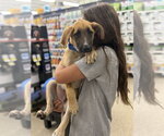 Small #4 Mutt