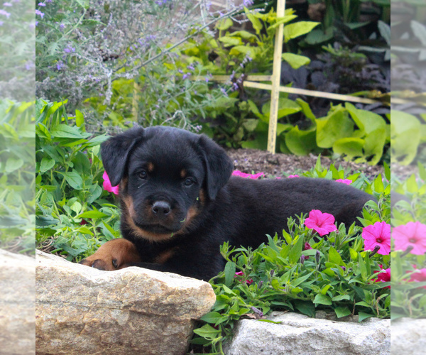 Medium Photo #3 Rottweiler Puppy For Sale in GAP, PA, USA