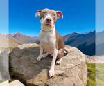 Small #4 American Pit Bull Terrier