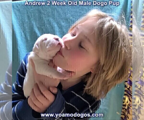 Medium Photo #23 Dogo Argentino Puppy For Sale in JANE, MO, USA