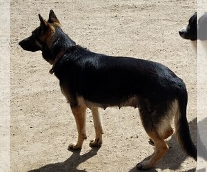 Mother of the German Shepherd Dog puppies born on 02/19/2021