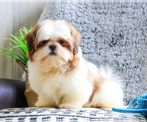 Shih Tzu Puppy for sale in SYRACUSE, IN, USA