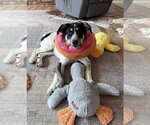Small #6 Great Pyrenees Mix