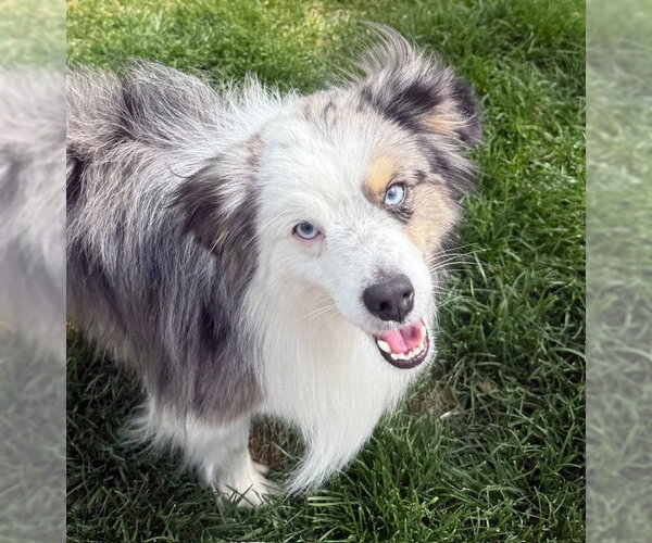 Medium Photo #4 Australian Shepherd Puppy For Sale in MIDWAY, UT, USA