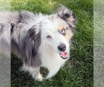 Small #3 Australian Shepherd