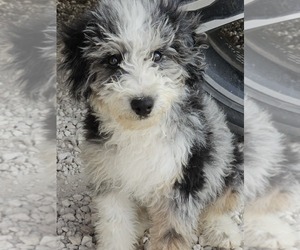 Aussie-Poo-Aussiedoodle Miniature Mix Puppy for sale in TAYLOR, TX, USA