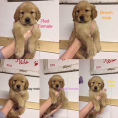 Golden Retriever Puppy for sale in SOMERSET, KY, USA