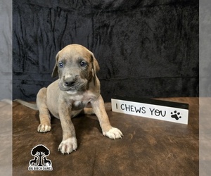 Medium Great Dane