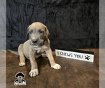 Puppy Puppy 1 Great Dane