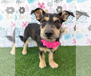 Mutt Dogs for adoption in Corona, CA, USA