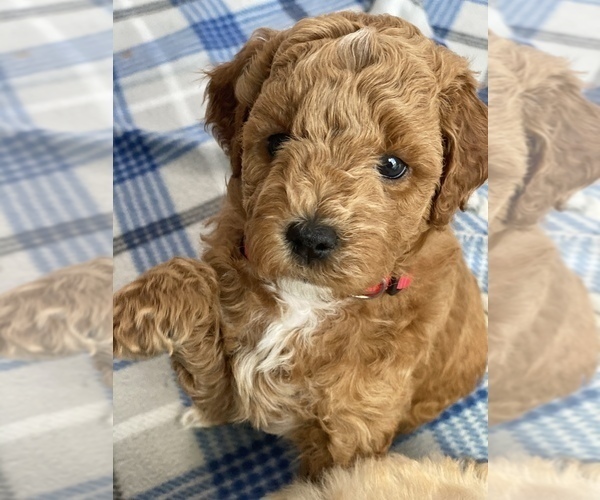 Medium Photo #3 Goldendoodle Puppy For Sale in MILLVILLE, NJ, USA