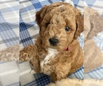 Small Photo #3 Goldendoodle Puppy For Sale in MILLVILLE, NJ, USA