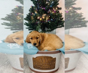 Golden Retriever Puppy for sale in CINCINNATI, OH, USA