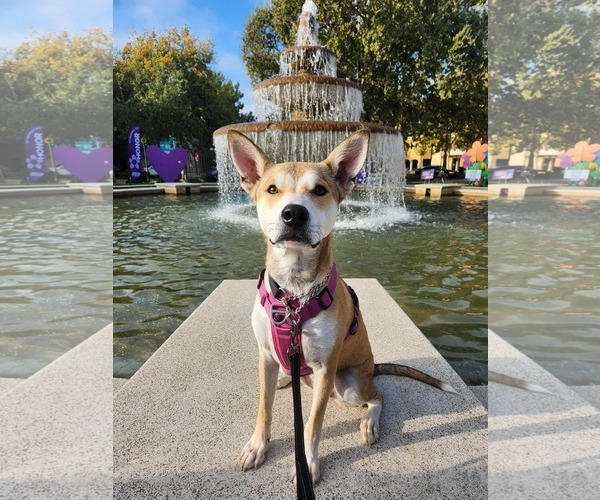 Medium Photo #7 American Pit Bull Terrier-Huskies  Mix Puppy For Sale in Yuba City, CA, USA