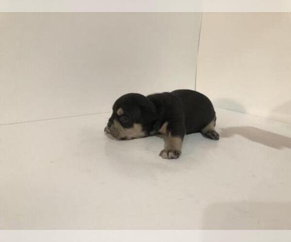 Medium Photo #4 American Bully Puppy For Sale in ATL, GA, USA
