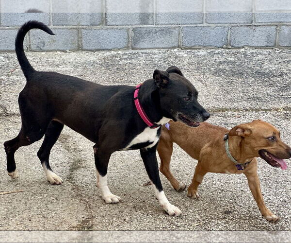 Medium Photo #2 Boxer-Unknown Mix Puppy For Sale in Houston, TX, USA