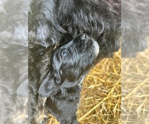 Aussiedoodle-Golden Retriever Mix Puppy for sale in SUNBURY, OH, USA