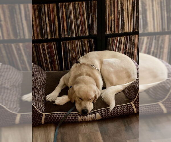 Medium Photo #1 Labrenees Puppy For Sale in Bend, OR, USA