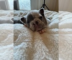 Small Photo #3 French Bulldog Puppy For Sale in STOCKTON, CA, USA