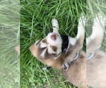 Small Beagle-Siberian Husky Mix