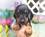 Small #2 Dachshund