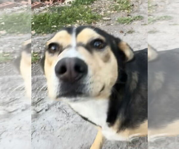 Medium Photo #6 Mutt Puppy For Sale in Tarrytown, GA, USA