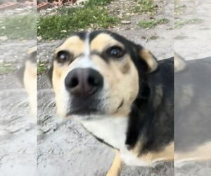 Peanut - Female Mutt Dog for Adoption - Photo #6