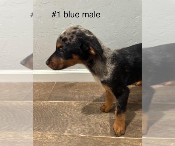 Medium Photo #3 Australian Shepherd-Doberman Pinscher Mix Puppy For Sale in WASHINGTON, OK, USA