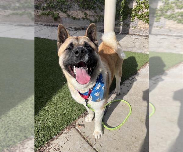 Medium Photo #4 Akita-Unknown Mix Puppy For Sale in Elk Grove, CA, USA